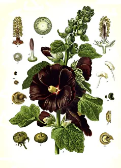 Medicinal plant, common hollyhock (Alcea rosea)