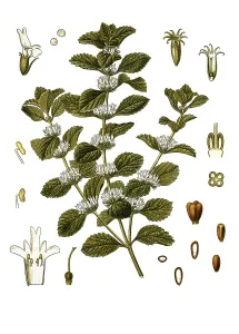 Medicinal plant, common horehound (Marrubium vulgare)