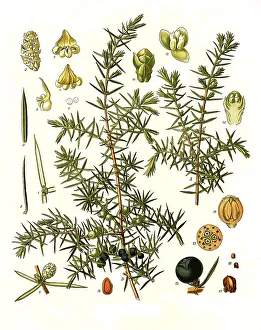 Medicinal plant, common juniper (Juniperus communis)