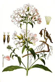 Medicinal plant, common soap root (Saponaria officinalis)