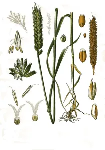 Medicinal plant, common wheat (Triticum aestivum) (Triticum vulgare Vill)