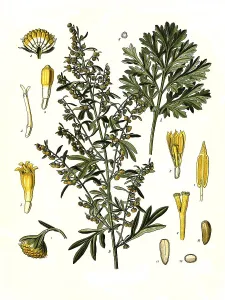 Medicinal plant, common wormwood (Artemisia absinthium)