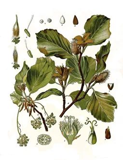 Medicinal plant, copper beech (Fagus sylvatica)