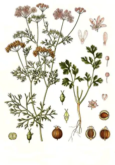 Medicinal plant, Coriander (Coriandrum sativum)