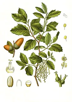 Medicinal plant, cork oak (Quercus suber L)