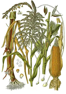 Medicinal plant, corn (Zea mays)