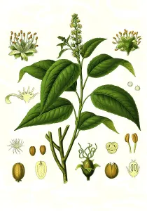 Medicinal plant, Croton tiglium or the Croton oil tree