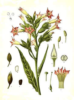 Medicinal plant, cultivated tobacco (Nicotiana tabacum)