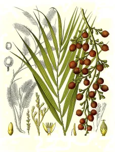 Medicinal plant, Daemonorops is a species-rich