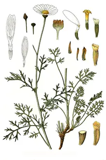 Medicinal plant, Dalmatian insect flower (Chrysanthemum cinerariaefolium)