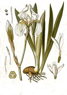 Medicinal plant, dalmatian iris (Iris pallida)