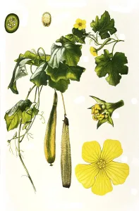 Medicinal plant, dishrag gourd (Luffa aegyptiaca) (Cucurbitaceae)
