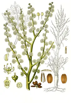 Medicinal plant, Dorema ammoniacum