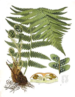 Medicinal plant (Dryopteris) filix-ma