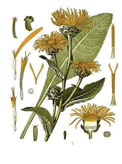 Medicinal plant, Elecampane (Inula helenium)