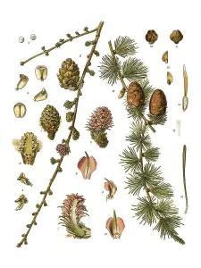 Medicinal plant, European larch (Larix decidua)