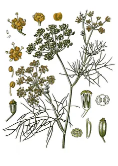 Medicinal plant, Fennel (Foeniculum vulgare)