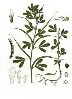 Medicinal plant, Fenugreek (Trigonella foenum-graecum)