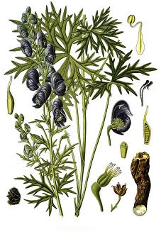 Medicinal plant ferox, Himalayan aconite (Aconitum)