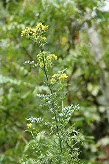 Medicinal plant and flowers Arutha Botanical name Ruta Graveolens