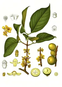 Medicinal plant, Garcinia morella