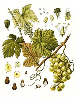 Medicinal plant, grape vine (Vitis vinifera)