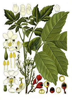 Medicinal plant, guarana (Paullinia cupana) is a species of plant within the soap tree family