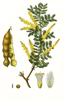 Medicinal plant, gum arabic tree Senegalia senegal