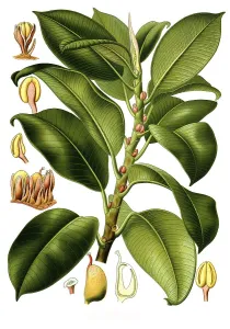 Medicinal plant, gum tree (Urostigma elasticum)