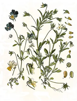 Medicinal plant, heartsease (Viola tricolor)