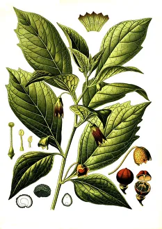Medicinal plant, Henbane Bell, Scopolia Carniolica (Scopolina Atropoides)