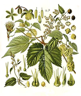 Medicinal plant, Hop (Humulus lupulus)