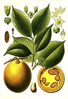 Medicinal plant, Ignatius Brechuss