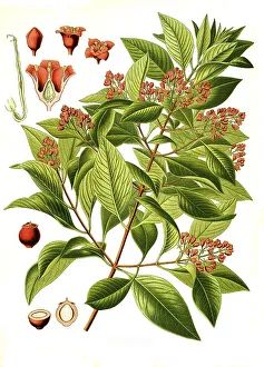 Medicinal plant, indian sandalwood (Santalum album) also white sandalwood