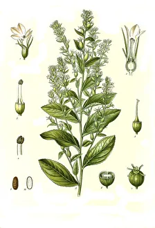 Medicinal plant, Indian tobacco (Lobelia inflata)