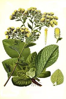 Medicinal plant, Inula (Pentanema conyzae) conyzae Griess