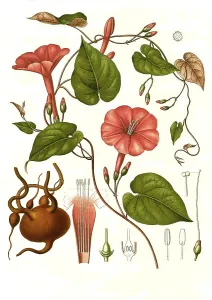 Medicinal plant, ipomoea (Exogonium purga) (Convolvulus purga)