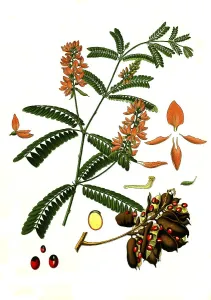 Medicinal plant, jequirity, also called paternoster bean or crab's eye (Abrus precatorius) vine