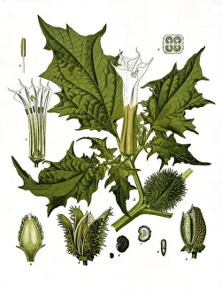 Medicinal plant, jimson weed (Datura stramonium) or White Datura
