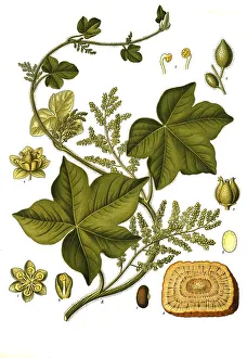 Medicinal plant, Kalumba, also called calumba (Jateorhiza palmata)