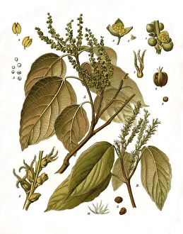 Medicinal plant, Kamala tree, Mallotus philippensis