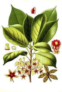 Medicinal plant, kola tree (Cola acuminata)
