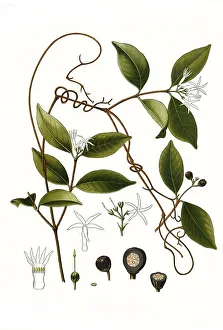 Medicinal plant, Landolphia watsonii