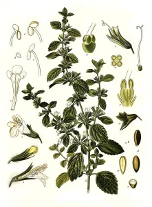 Medicinal plant, lemon balm (Melissa officinalis) or melissa