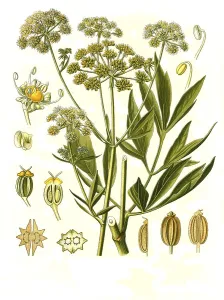 Medicinal plant, lovage (Levisticum officinale)