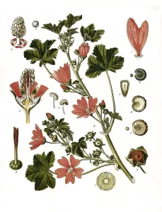 Medicinal plant (Malva sylvestris)