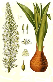 Medicinal plant, maritime squill (Drimia maritima)