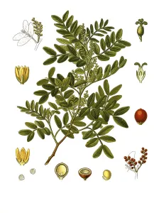 Medicinal plant, mastic (Pistacia lentiscus) shrub
