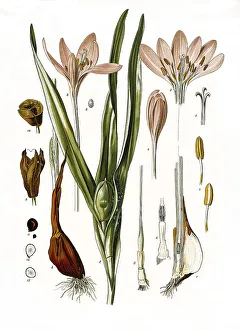 Medicinal plant, meadow saffron (Colchicum autumnale)