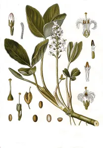 Medicinal plant (Menyanthes trifoliata)